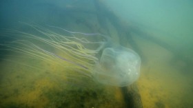 The Australian Box Jellyfish (Chironex fleckeri) (IMAGE)