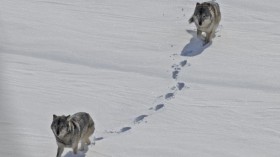 Wolves Patrolling Isle Royale (IMAGE)