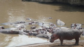 Hippos Lazing Away the Day Together (IMAGE)