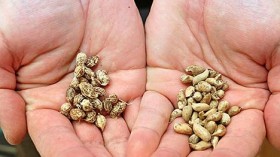 Modern Peanut Owes Complex Genome to Two Wild Ancestors (IMAGE)