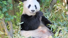 A Giant Panda Eating Bamboo (IMAGE)