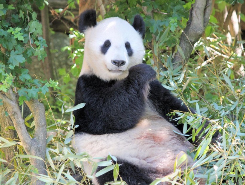 A Giant Panda Eating Bamboo (IMAGE)
