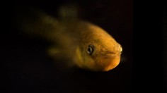 Atlantic Killifish (IMAGE)