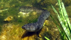 European eel