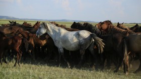 Herd of Kazakh Horses (IMAGE)