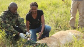 Kenya Lion Research (IMAGE)