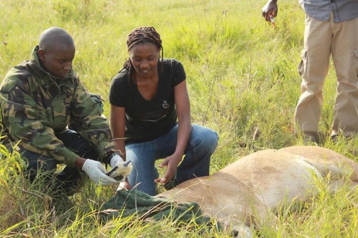 Kenya Lion Research (IMAGE)