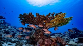 Soldierfish (IMAGE)