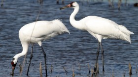 Whooping Cranes