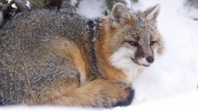 Picture of Gray Fox (IMAGE)