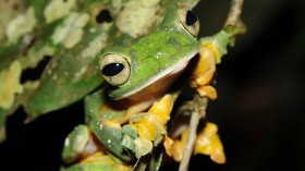 Frog (IMAGE)