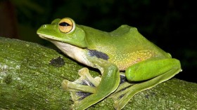 Helen's Flying Frog