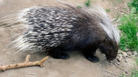 Porcupine (IMAGE)