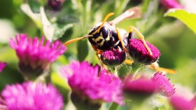 Wasp Photo (IMAGE)