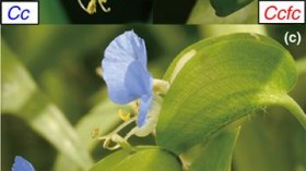 Close Relatives Can Coexist: Two Flower Species Show Us How (1) (IMAGE)