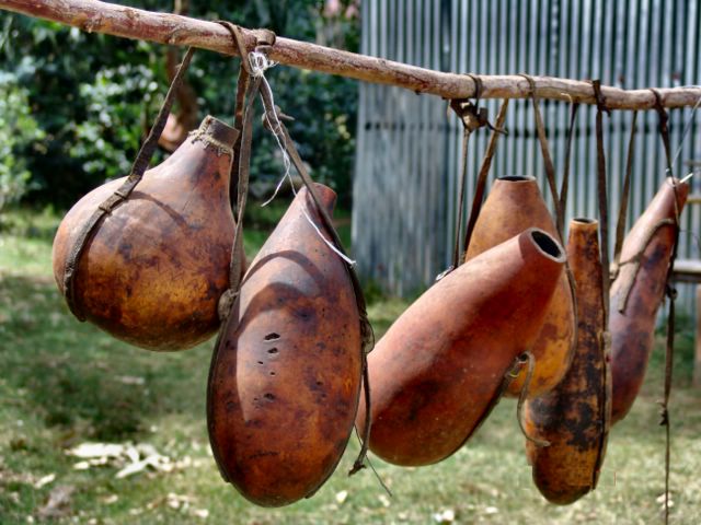 Bottle Gourd Floated From Africa To Americas Researchers Find Nature World News