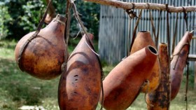 bottle gourds 