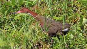 White-Throated Rail (Dryolimnas cuvieri cuvieri) (IMAGE)