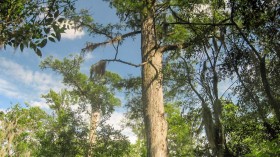 Black River Cypress (IMAGE)