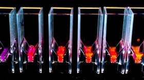 Flourescent Proteins in the Laboratory (IMAGE)