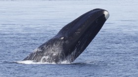 bowhead whale