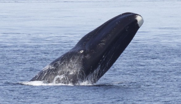 bowhead whale