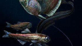 Illustration Deep-Sea Fish with Enhanced Vision (IMAGE)