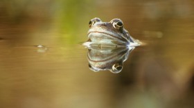 Common Frog (Rana temporaria) (IMAGE)