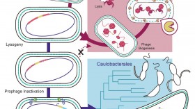 Evolution of Caulobacterales (IMAGE)