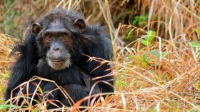 A Chimpanzee Suffers from Respiratory Disease (IMAGE)