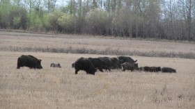 Wild Pigs Foraging in Saskatchewan, Canada (IMAGE)