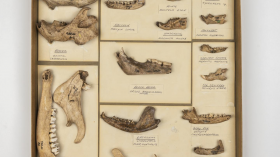 Specimens Reveal Humans' History of Using Natural Resources (IMAGE)