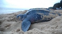 Leatherback