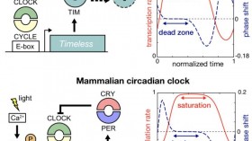 Figure. Dead Zone Formation (IMAGE)