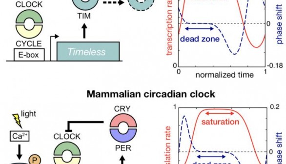 Figure. Dead Zone Formation (IMAGE)