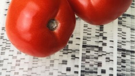 Tomato on a Genetic Scan (IMAGE)