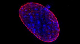 Cancer-Aneuploidy (IMAGE)