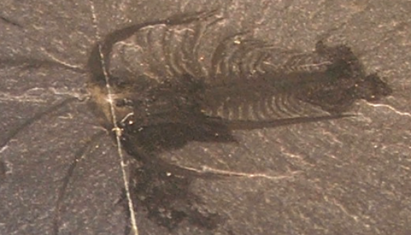 marrella fossil