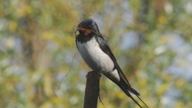 Barn Swallow (IMAGE)