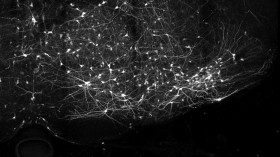 Neurons (IMAGE)