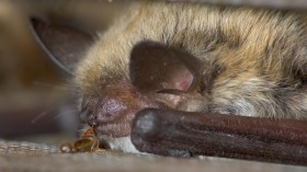 Bed Bugs and Bats (IMAGE)