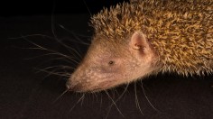 Tenrec (IMAGE)