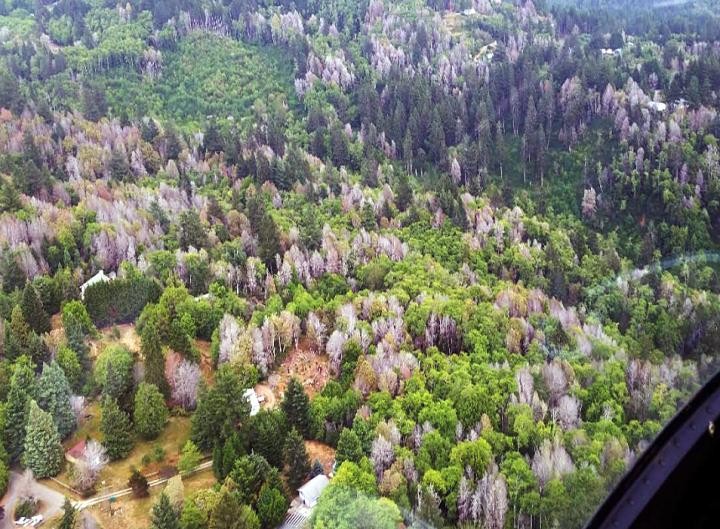 Sudden Oak Death in Oregon (IMAGE)