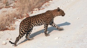 Leopard (IMAGE)