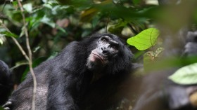 Male Bonobo (IMAGE)