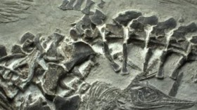 ichthyosaur fossil