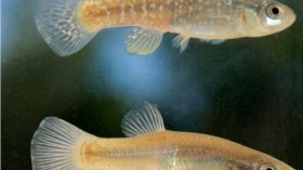 Atlantic killifish