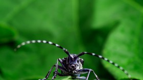 Asian long-horned beetle 