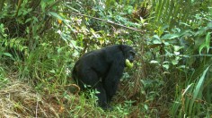 Moyamba Chimp with Mangoes (IMAGE)