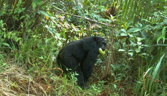 Moyamba Chimp with Mangoes (IMAGE)